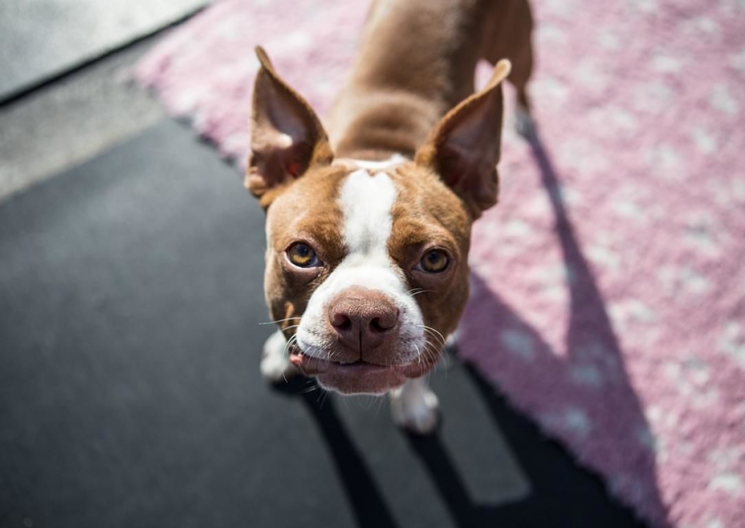 #5. Boston terrier
